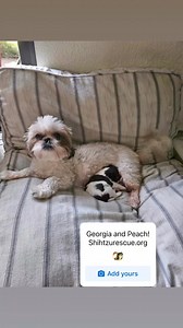 4.5K views · 127 reactions | Saturday snuggles with Georgia and Peach  We seriously cannot handle the cuteness. *We are not yet accepting applications on these two. All of our available dogs are listed at shihtzurescue.org. We are located in South Florida. | Shih Tzu Rescue | Facebook