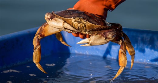 Delay in California's commercial Dungeness crab fishing season impacts Bay Area businesses