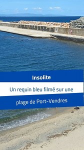 15K views · 117 reactions | 麗 La vidéo ne laisse que peu de doutes. Alors qu’un nageur l’observe, un aileron sillonne dans les eaux catalanes du Port-Vendres, plus précisément au niveau de la jetée du phare, ce mercredi 12 juin 2024. Après vision de la vidéo, le Biodiversarium de Banyuls confirme qu’il s’agit d’un jeune requin bleu. ▶ https://l.lindependant.fr/DJu | L'Indépendant Perpignan | Facebook