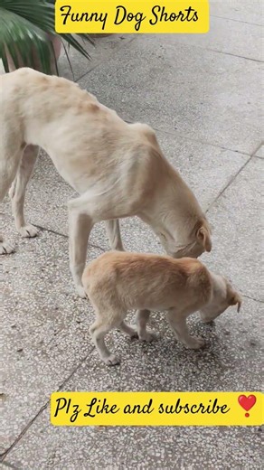 Funny Dog#ytshorts#shorts#youtube#doggielife#dogshorts#funny#nonfollowers#viral#petsrule#1000k#dog