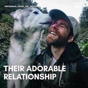 Meet Loki the Wolfdog -- the adorable creature that travels everywhere with his human 🐕 | In The Know