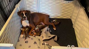 268K views · 10K reactions | Mamas x 2 = puppies x 15!!! | For the Love of a Boxer Rescue & Sanctuary - Michigan | Facebook