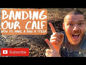 How to Band a Bull Calf - Make a Steer on your Homestead - Prepping