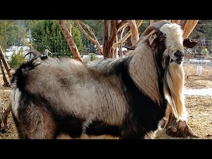 Kiko conformation and what I look for