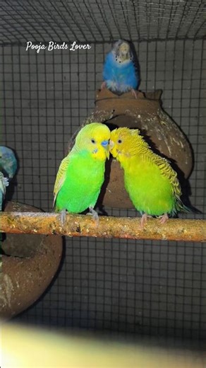 Budgies breeder pair #birdcare #budgies #budgieslovers #birdslovers #ytshorts #shorts #petbirds