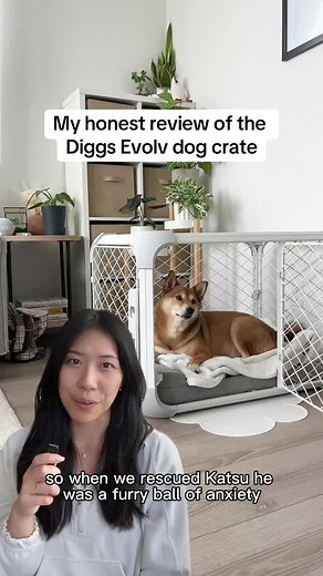 @Katsu’s honest review of the Diggs Evolv Dog Crate #dogcrate #cratetraining #dogsafety