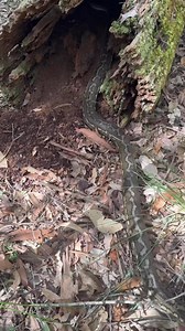 63K views · 1.7K reactions | Stumpy the Carpet Python! 蝹 We are so glad that this snake was still extremely healthy regardless of its previous tail injury. If the injury chopped off its cloaca, that would be a whole different story! Thanks Glenn for relocating the snake into an awesome hiding spot! #australia #qld #snake #snakecatcher #wildlife #nonvenomous | Sunshine Coast Snake Catchers 24/7 | Facebook