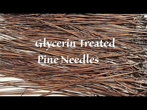 Glycerin treating pine needles for pine needle baskets