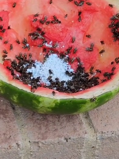 LINK DE COMPRA: https://articulo.mercadolibre.com.mx/MLM-2233111516-maxforce-fly-bayt-bayer-350g-cebo-mata-moscas-imidacloprid-_JM #moscas #moscasenlacasa #moscasmolestas #fypシ゚ #parati #larvas #larvasdemosca