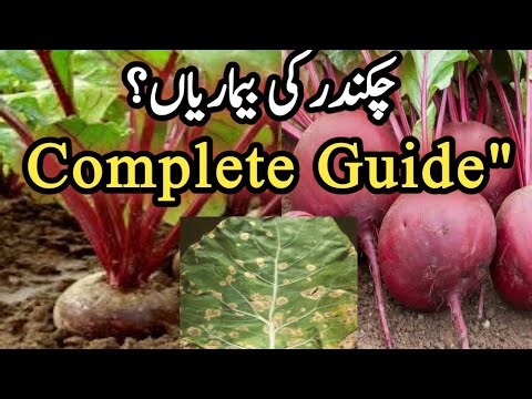 Complete Beetroot Farming Guide | Major Diseases, Control Methods & High Yield Tips