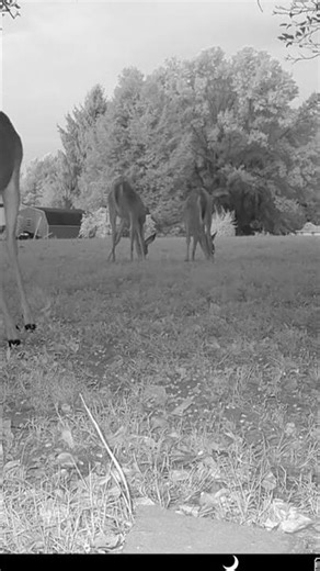 Beautiful deer standing together in the yard