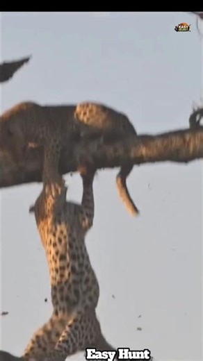 Impossible Escape 😱 Cheetah vs Human Hunter#shorts #cheetah #hunter #viralvideo #wildlife