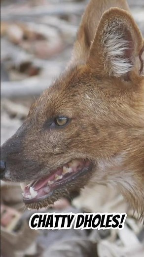 The dhole, one of the chattiest wild dogs. #naturepbs #wildlife #dhole #wilddog #animaldocumentary