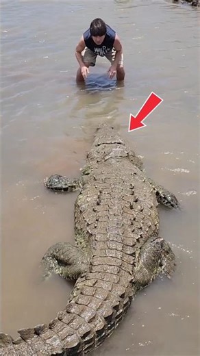 Why Crocodiles Never Stop Growing