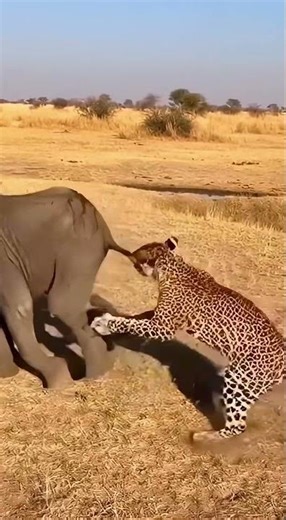 Baby Elephant Uses a Shocking Defense Against a Leopard!#leopard
