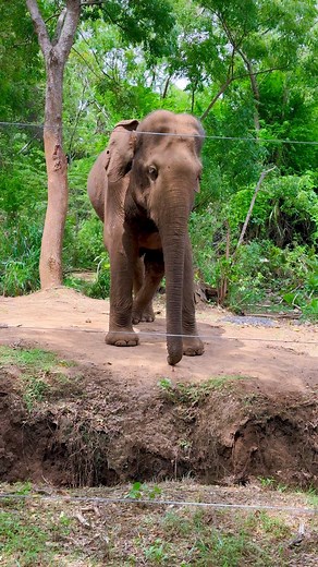 A wild elephant was peacefully eating fruits by the roadside when a bold rooster decided to join the feast! 🐓 But the elephant wasn’t too happy about sharing his lunch… Watch how this funny wildlife moment unfolds! 🍉😂#ElephantLove #Wildlife #FunnyAnimals #NatureMoments | Elephant Universe