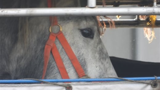 Animal rights advocates question horse welfare in shipments to Japan