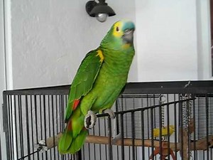 Audi Murphy Singing more Opera and her own song brave heart.