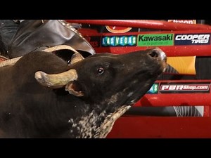 TOP BULL: I’m A Gangster Too posts 46.50 points (PBR)