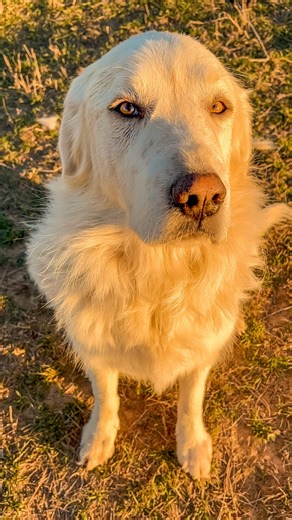 Spending the last of 2025 with this crew doing what we do. Thank you to everyone who stuck with us this year and to all who joined us for the first time. It is such a beautiful gift to care for all these rescued ones. We said goodbye to some dear ones and welcomed others, but overall 2025 was a very beautiful year. We couldn’t operate this mission without you, so from the bottom of our hearts, thank you 🙏🏼 Here’s to 2026! Anyone have any New Year’s Resolutions to share?? ⬇️ | Sycamore Tree Ran