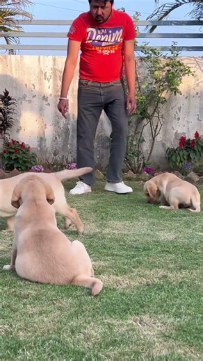 english golden retriever puppies #labrador #puppy #trending #viral