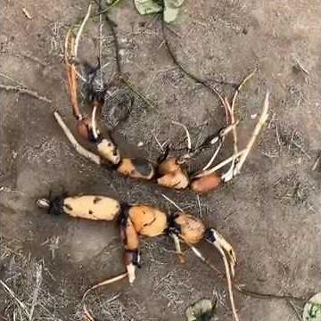 れんこんの種植え 自然栽培の里山れんこん