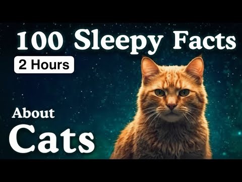 The Most Relaxing Facts About Cats to Fall Asleep To