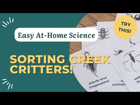 Sorting & Classifying Aquatic Macroinvertebrates | Hands-On Science for Kids