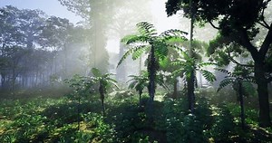 A dense forest showcases tall trees and exotic plants, with rays of sunlight filtering through the foliage, creating an enchanting atmosphere filled with life and tranquility.