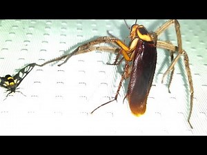 Cockroach vs Spider fight. insects fight