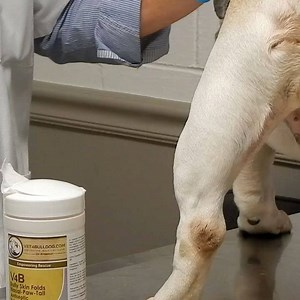 1.2K views · 36 reactions | Bulldog skin folds care should be started...