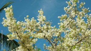 Flowers, Cassia javanica, Java cassia, pink shower, apple blossom tree and rainbow shower tree, family Fabaceae. Ainahau Triangle / Fort DeRussy Beach Park, Waikiki, Honolulu, Oahu, Hawaii