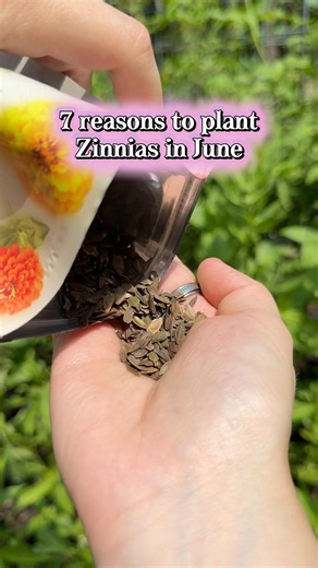 How to grow zinnias from seed + what flowers to start in June from seed 🌿🌺