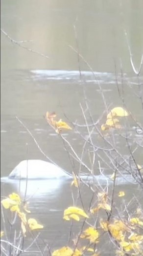 Kodak Pixpro az528 insane zoom!!