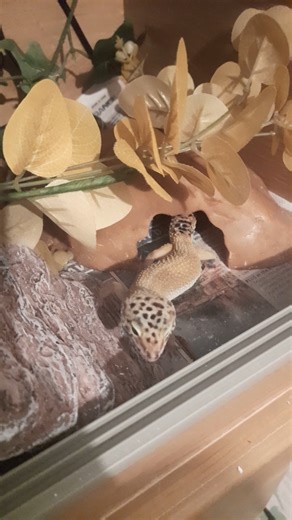16K views · 85 reactions | Confused gecko loses his mealworm 樂 cheers for sending in ya video Michael! #leopardgecko #lunchtime #funnyanimals | Ozzy Man's Video Licensing | Facebook