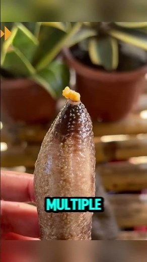 Top 3 Weirdest Animal Defense Mechanisms