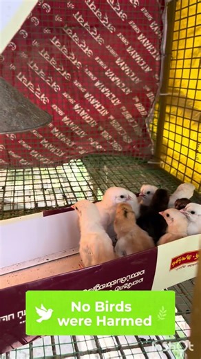 Second Time Buyback Chicks from Customer | Safe Chicken Care During Travel | Country Chicken Farm