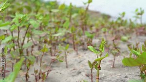 Group Of Invasive Reynoutria Japonica Growing Expansively Beside A Water Stream. Panning