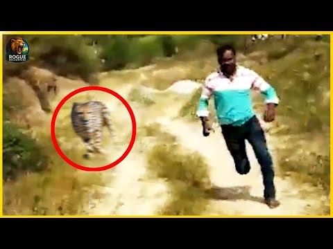 Leopards vs Humans | Survival Moments That Will Leave You Shaken