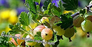 Plants: Gooseberry - Plants, Care And Tips - My Beautiful Garden | 2025