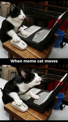 cat memes - Rock / When meme cat moves #memes #cat #catlovers #catmemes