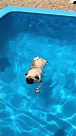 Pugs Can Swim?! 🐾💦 CTTO