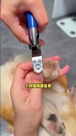 Multi-Size Nail Clippers for Dogs & Cats: Ultimate Grooming Tool Review