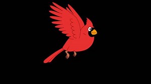 Animated red bird 1 Full HD. Looped animation of cardinal bird. Original file has an alpha channel. 29.97 fps