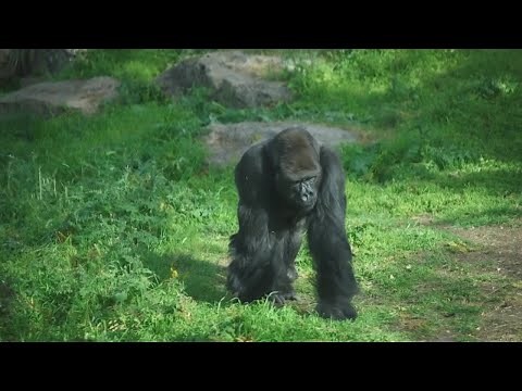 A Wilder View: Why apes walked around on their knuckles