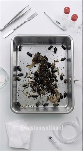1,000 beetles strip a seahorse to the bone: insane macro time-lapse ⌛🌊 #AnatomyofTime