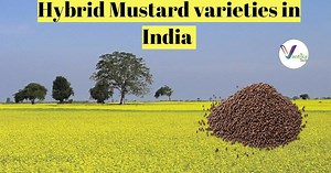 Hybrid Mustard Variety