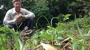 Many people ask me "Do carpet pythons bite" well here in this video you will get your answer. On releasing this 9ft python it felt threatened by me and stood its ground when I attempted to push him towards the trees. I decided to video the defensive strikes so you all realise approaching any snake is not the smartest thing to do. Once this one was on the ground and I approached it it saw me as a threat however even this one I was able to handle without being bitten but I have been catching snake