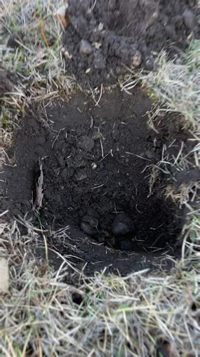 Uncover Hidden Treasures with Metal Detecting