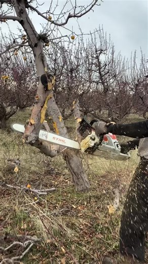 Wood Splitting (@wood.splitting7)’s video of Wood Splitter